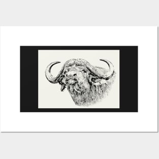 Buffalo Bull, Close Up | African Wildlife Posters and Art